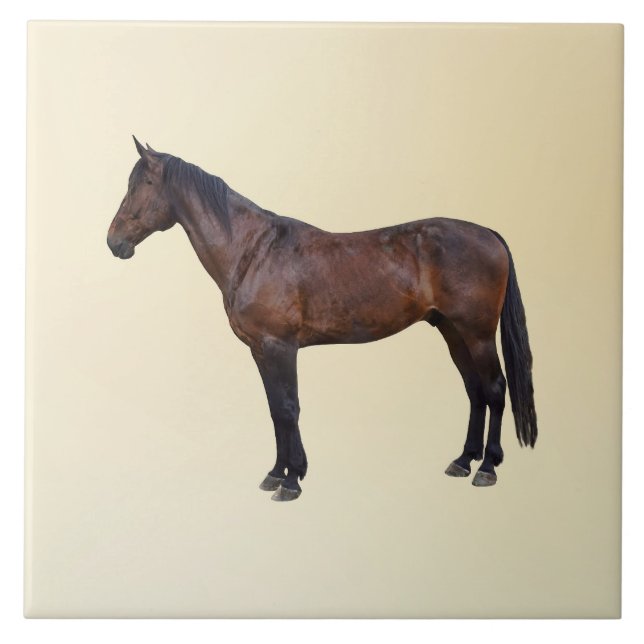 Morgan Horse in Profile Tile (Front)