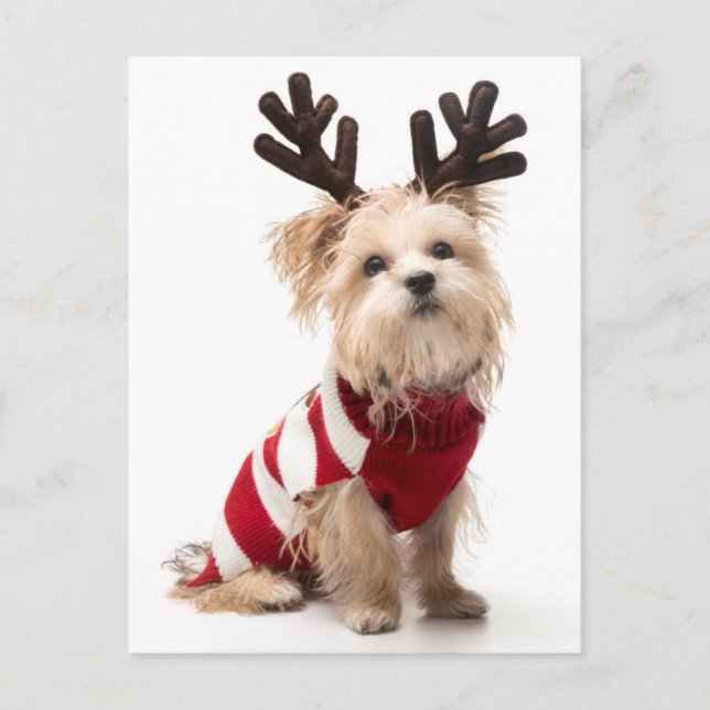 Morkie breed dog with Christmas antlers Holiday Postcard (Front)