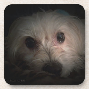Morkie Dog Puppy Cute Rescue Coaster