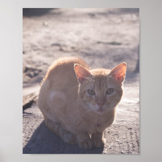 Morning Cat Poster (Front)