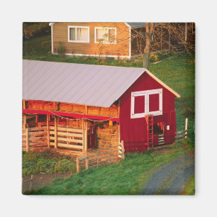 Morning chores on the farm. USA, Vermont, Magnet