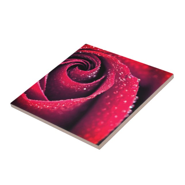 Morning dew at red rose petals, floral photography tile (Side)