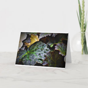 Morning Dew, card