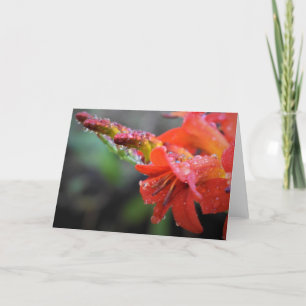Morning Dew, card