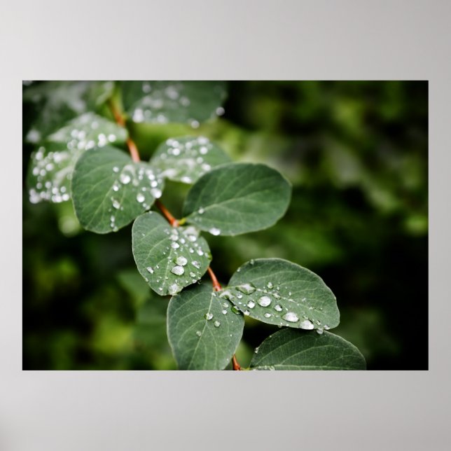 Morning dew in garden poster (Front)