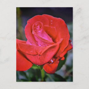 Morning Dew Postcard