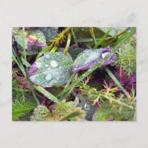 Morning Dew Postcard
