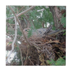 Morning Dove Nesting Tile