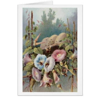 Morning Glories