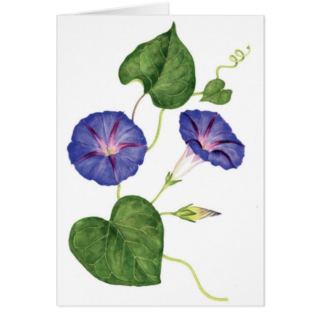 Morning Glories (Front)