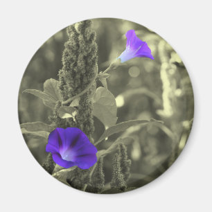 Morning Glories Black White Flower Magnet
