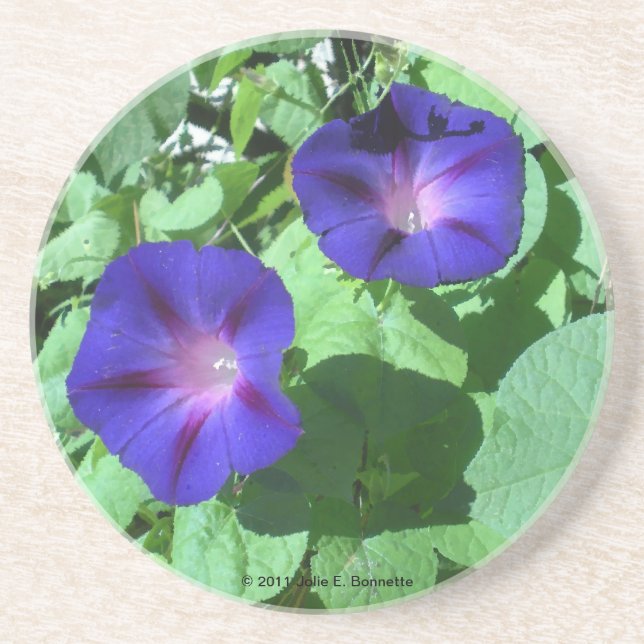 Morning Glories Coaster (Front)