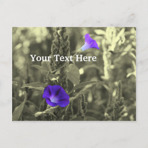 Morning Glories Flower Customizable Postcard