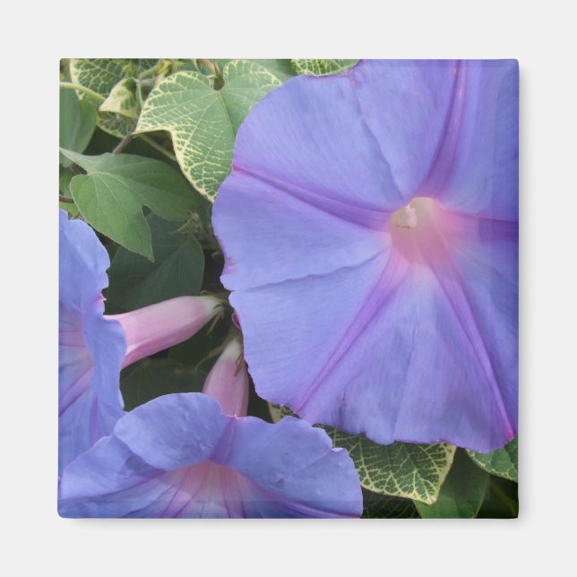Morning Glories Magnet (Front)