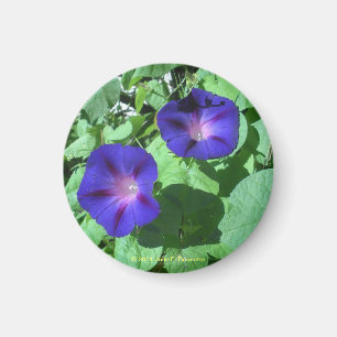 Morning Glories Magnet