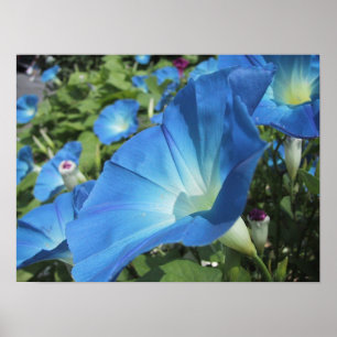 Morning Glories on Cape Cod Poster