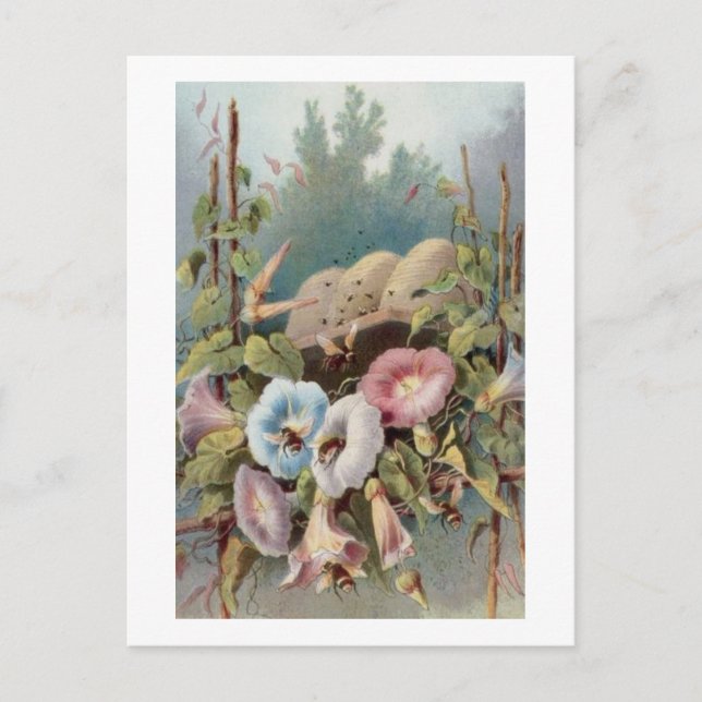 Morning Glories Postcard (Front)