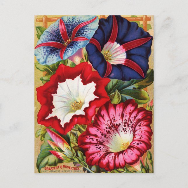 Morning Glories Postcard (Front)