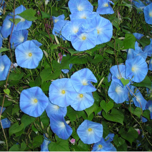 Morning Glories! Throw Pillow