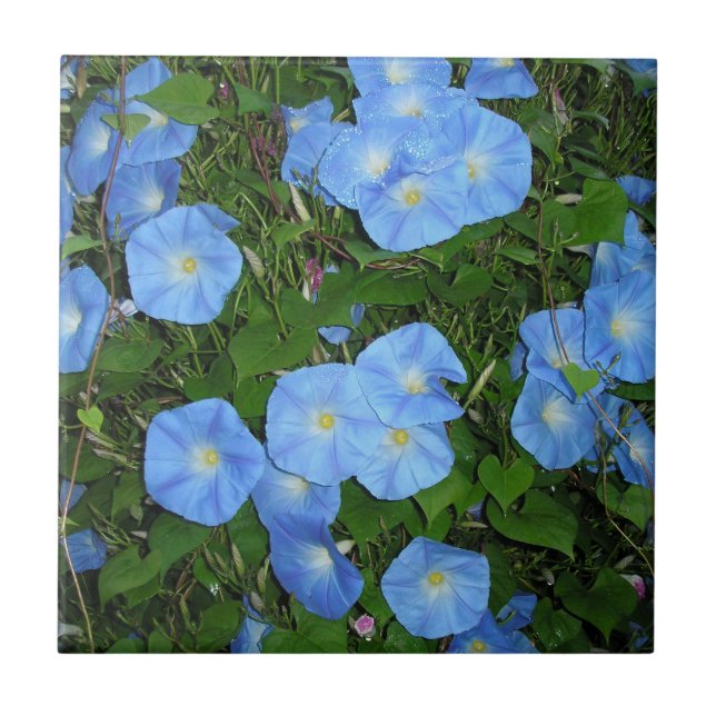 Morning Glories Tile (Front)