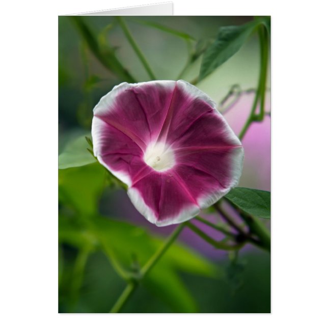 Morning Glory (Front)