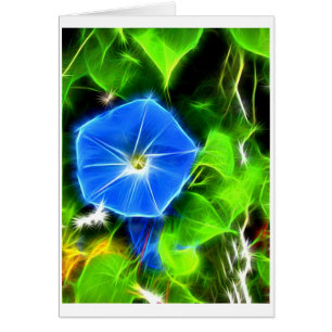 Morning Glory