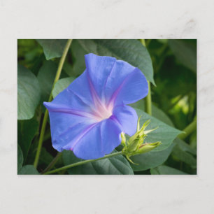 Morning Glory and Bud in Lush Foliage Postcard