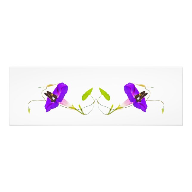 Morning Glory and Butterfly Photo Print (Front)