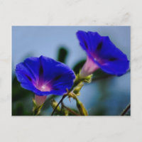 Morning Glory and meaning
