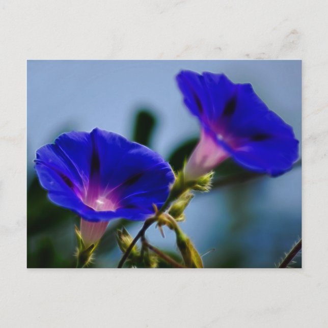 Morning Glory and meaning Postcard (Front)