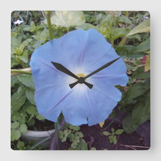 Morning glory, blue clock (Front)