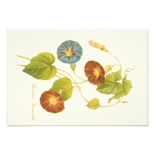 Morning Glory Blue Illustration Photo Print