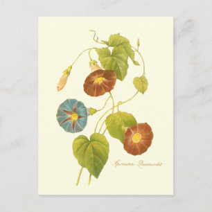 Morning Glory Blue Illustration Postcard