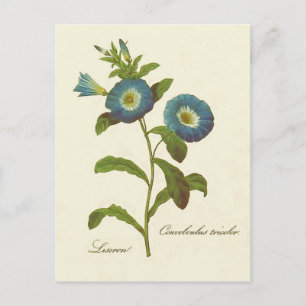 Morning Glory Blue Illustration Postcard