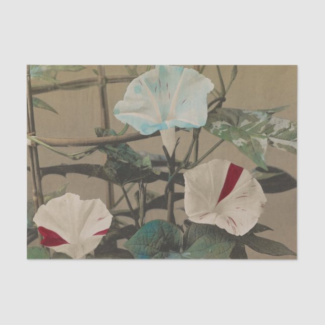 Morning Glory by Ogawa Kazumasa Tissue Paper (Front)