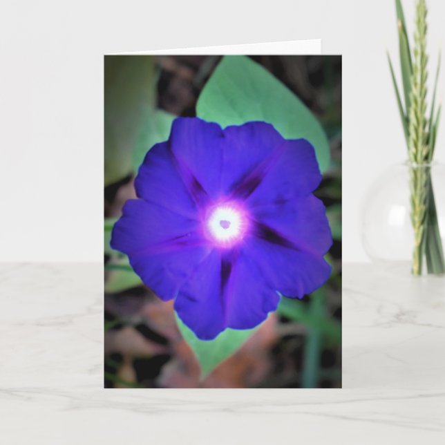 Morning Glory, card (Front)