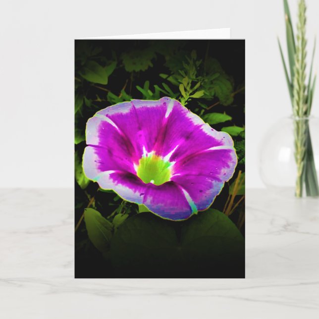 Morning Glory, card (Front)