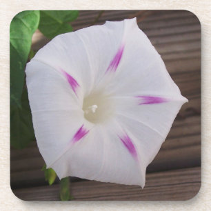 Morning Glory Coaster