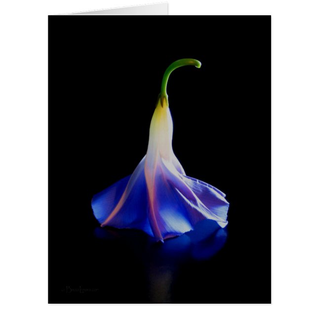 Morning Glory Flower 2 (Front)