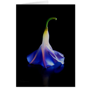 Morning Glory Flower 2