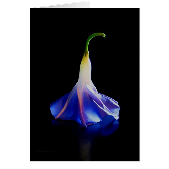 Morning Glory Flower 2 (Front)