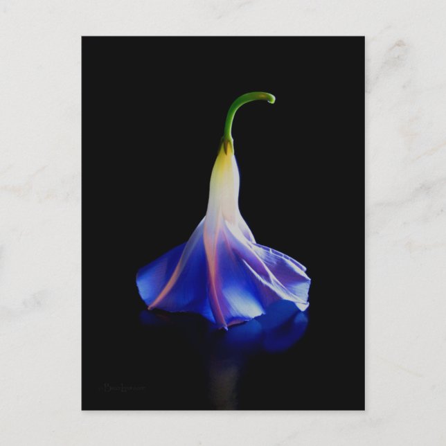 Morning Glory Flower 2 Postcard (Front)