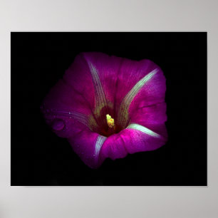 Morning Glory Flower Poster