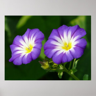 Morning glory flower poster