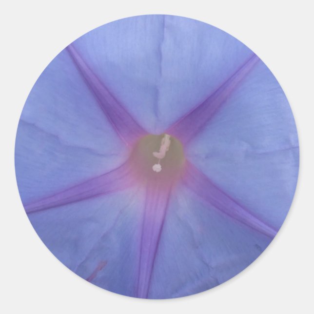 Morning Glory Flower Stickers (Front)
