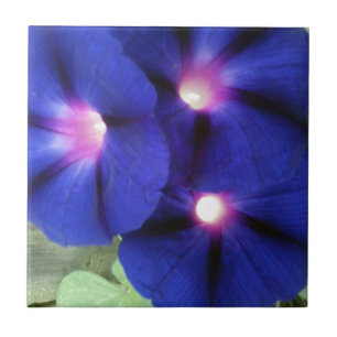 Morning Glory Flower Tile