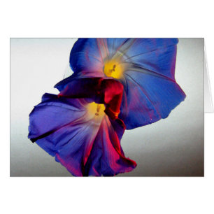Morning Glory Flowers 3