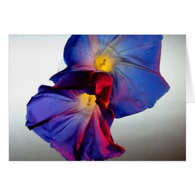 Morning Glory Flowers 3 (Front Horizontal)