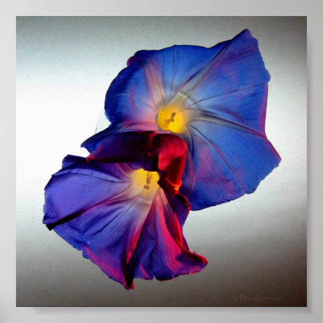 Morning Glory Flowers 3 Poster (Front)