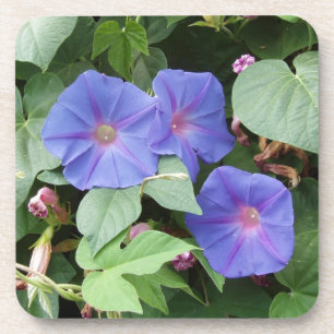 Morning Glory Flowers Coasters